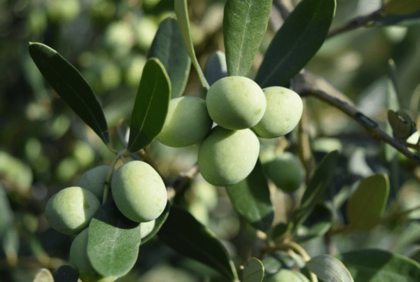 El aceite español se consolida como el mejor del mundo