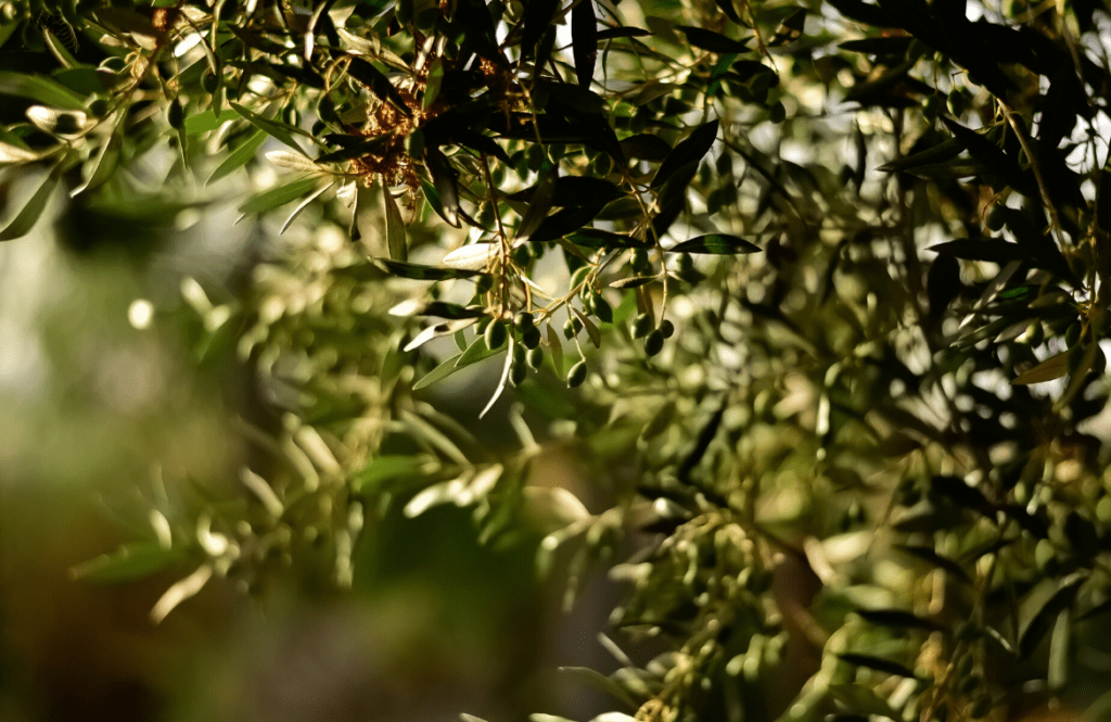 Dime qué aceite usas y te diré qué cocinar